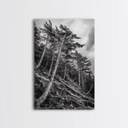 Windy Pines, Forest Landscape, Nature Photography, Framed Canvas Print, Rustic Wall Art, Cabin Decor, Minimalist Art, Fall Home Style