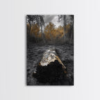 Fallen Log, Autumn Forest, Nature Transition, Framed Canvas Print, Rustic Fall Decor, Cabin Wall Art, Woodland Photography