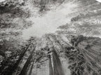 Redwood Canopy Sky, Majestic Forest Trees, Vertical Nature Scene, Framed Canvas Print, Wilderness Wall Art, Lodge or Den Decor